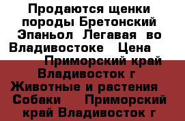 Продаются щенки породы Бретонский Эпаньол (Легавая) во Владивостоке › Цена ­ 40 000 - Приморский край, Владивосток г. Животные и растения » Собаки   . Приморский край,Владивосток г.